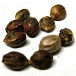 Семена марихуаны АК-47  (Seeds AK-47) в Похвистнево